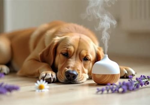 Effective Calming Products for Dogs to Alleviate Anxiety