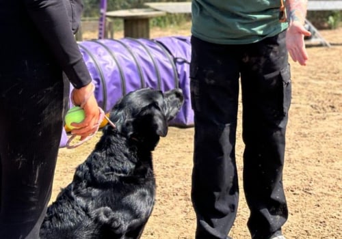 Understanding Trial Sessions with Dog Trainers