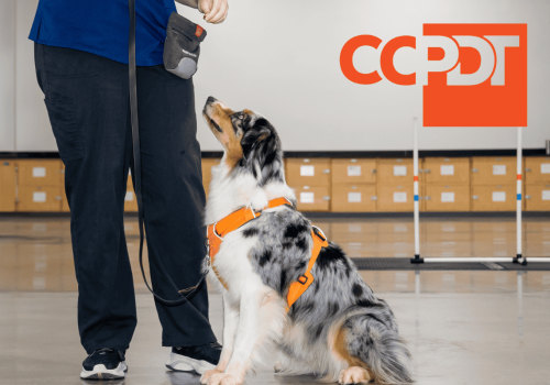 Essential Certifications and Accreditations for Dog Trainers