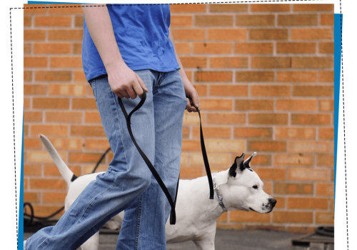 Mastering Off-Leash Training for Your Dog